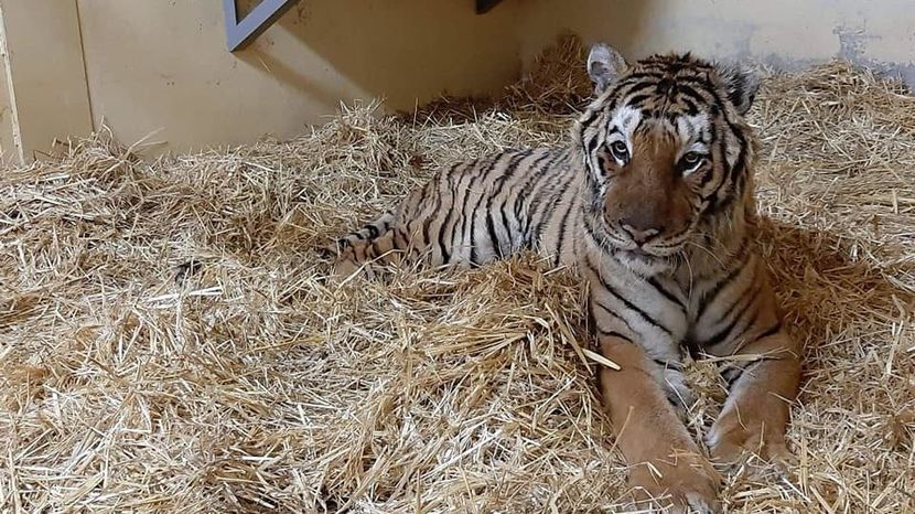 Obecnie tygrysy znajdują się w ogrodzie zoologicznym w Poznaniu i Człuchowie. Pięć z nich ma trafić do specjalistycznego ośrodka w Hiszpanii