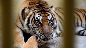 Tygrysy na granicy: Rosjanin może wyjść na wolność. Sąd uchylił areszt