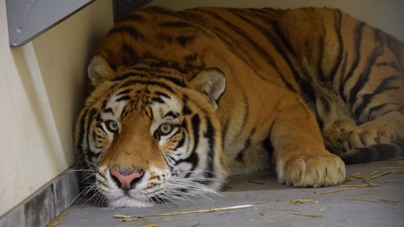 Dwa tygrysy trafiły do prywatnego zoo w Człuchowie na Pomorzu, siedem jest w ogrodzie zoologicznym w Poznaniu (na zdjęciu)