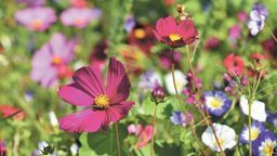 Z budżetu zielonego powstanie łąka kwietna