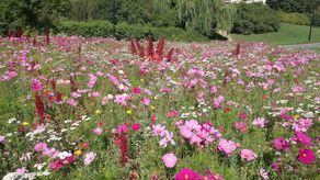Tegoroczny nabór przyniósł sporo próśb o nowe łąki kwietne w Lublinie