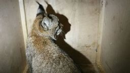 Osierocony młody ryś przed transportem do ośrodka rehabilitacji w Bielsku - Białej