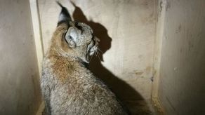 Osierocony młody ryś przed transportem do ośrodka rehabilitacji w Bielsku - Białej