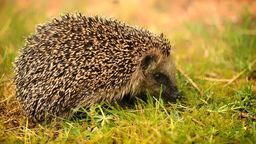 Po jerzykach czas na jeżyki. W parku są domki do przezimowania