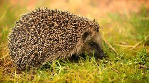 Po jerzykach czas na jeżyki. W parku są domki do przezimowania