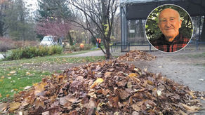 W stercie liści i pniu starego drzewa jest dzikie życie. Czego Lublin może się nauczyć od Berlina