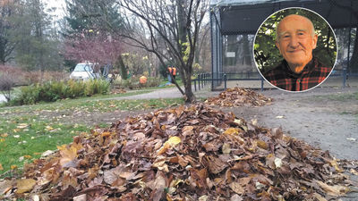 W stercie liści i pniu starego drzewa jest dzikie życie. Czego Lublin może się nauczyć od Berlina