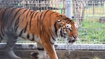 – Zawiedliśmy te zwierzęta. Nie mamy grama przyzwoitości. Może się zdarzyć, że zamiast pojechać do Hiszpanii, zimę spędzą zamknięte w naszym ZOO – mówiła na konferencji prasowej Ewa Zgrabczyńska, dyrektorka poznańskiego ZOO.