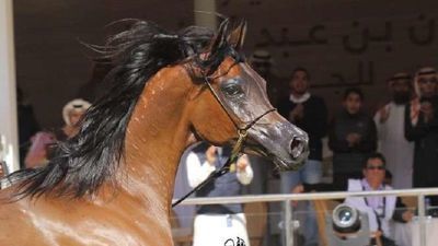 Pinga – klacz wystawiona do dzierżawy. Kilka lat temu była na tej zasadzie w saudyjskiej stadninie Aljawza Stud