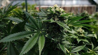 W Chinach za nią zabijają, w Polsce nią leczą. Historia i zastosowanie medycznej marihuany