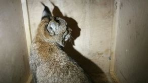 Osierocony młody ryś przed transportem do ośrodka rehabilitacji w Bielsku - Białej