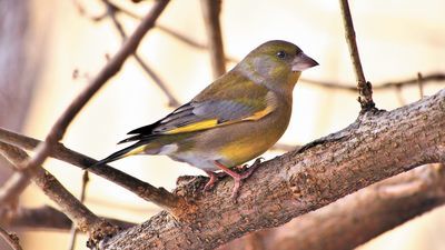 Dzwoniec: podobnie jak czyż, będzie zadowolony ze słonecznika 