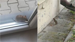 Szczury wchodzą nawet oknami. Lublin ma coraz większy problem z gryzoniami, częściowo winni sami mieszkańcy