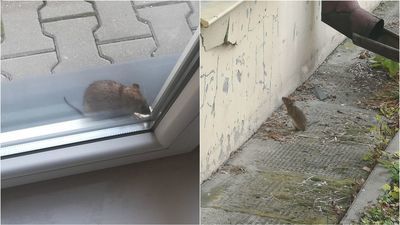 Szczury wchodzą nawet oknami. Lublin ma coraz większy problem z gryzoniami, częściowo winni sami mieszkańcy