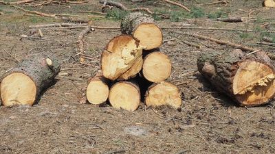 Kto wyciął las w Kaplonosach? Zniknęło 120 grabów, olch, osik i dębów