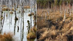 Proces wysychania Polesia (stan konkretnych miejsc sprzed kilku lat i sprzed kilku dni)