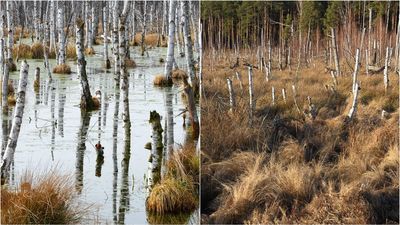 Proces wysychania Polesia (stan konkretnych miejsc sprzed kilku lat i sprzed kilku dni)