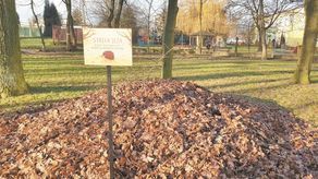 W Świdniku urządzono strefy zimowania jeży