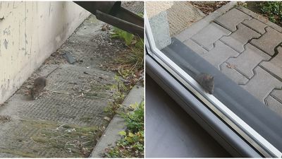 Lublin: Hasający szczur przy ul. Biernackiego. Szpital nie miał żadnych zgłoszeń od pacjentów