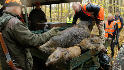 – To przede wszystkim myśliwi roznoszą wirusa ASF, czego niejednokrotnie byliśmy świadkami. Nie wszyscy z nich przestrzegają zasad bioasekuracji przez co dochodzi do roznoszenia chorób zakaźnych. Dlatego będziemy dalej monitorować polowania – zapowiada przedstawicielka Lubelskiego Ruchu Antyłowieckiego