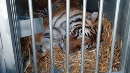 "Po nowe życie bez cierpienia". Tygrysy wyruszyły do Hiszpanii