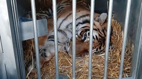"Po nowe życie bez cierpienia". Tygrysy wyruszyły do Hiszpanii