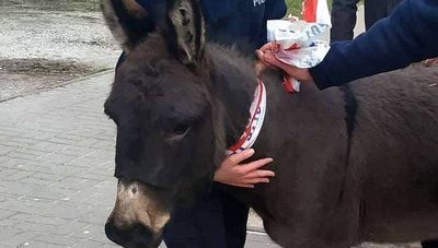 Osły uciekły z szopki w Lublinie. Policyjny pościg