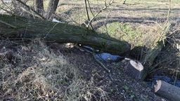 Wypadek podczas wycinki. Mężczyznę trzeba było reanimować