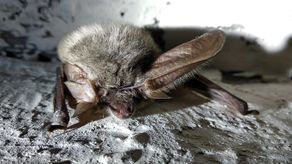 Prezentujemy kilka fotografii dokumentujących akcję liczenia nietoperzy, które zimują w dawnych wojskowych bunkrach. Zdjęcia udostępnił Tomasz Kobylas, prezes Zamojskiego Towarzystwa Przyrodniczego.