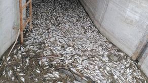 Małe, martwe leszcze kłusownicy wyrzucili do przepustu