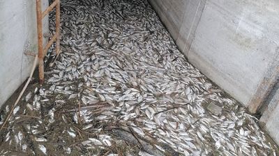 Małe, martwe leszcze kłusownicy wyrzucili do przepustu