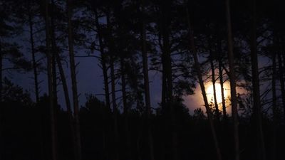 Puławy: Ciągnął za nogę przez las i próbował udusić, bo „poświęcała mu za mało czasu”