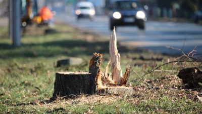 Aż 120 drzew "kolidowało" z przebudową ulicy w Białej Podlaskiej. Wszystkie wycięto [zdjęcia]