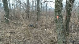 Lublin: Chcą wycinki drzew na górkach czechowskich. W czwartek ostatnia wizja lokalna