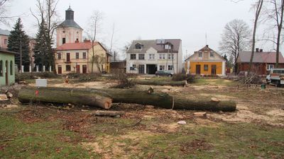 Skwer w Janowie Podlaskim w trakcie wycinki