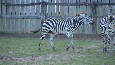 Mieszkańcy Wąwolnicy nie wierzyli w to, co widzą. Po ulicy biegał uciekinier z mini zoo