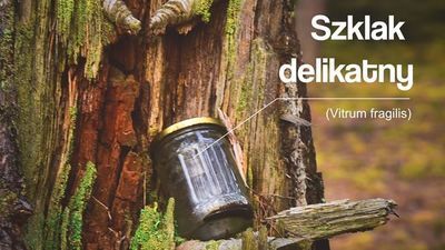 Niezwykłe grzyby w tomaszowskich lasach. Nadleśnictwo zachęca do ich zbierania