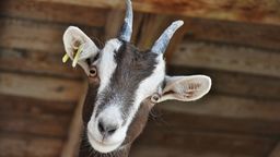 Kozioł wskoczył na maskę samochodu. Przyjechała policja