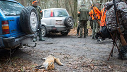 Wojewoda lubelski zakazał zbiorowych polowań na zwierzęta bez zgody lekarza
