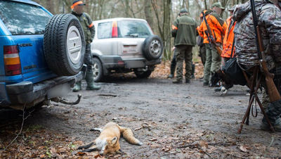 Wojewoda lubelski zakazał zbiorowych polowań na zwierzęta bez zgody lekarza