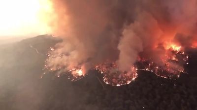 Niemal pół miliarda zwierząt padło ofiarą szalejących pożarów w Australii