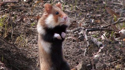 Naukowcy o górkach czechowskich: cenna enklawa przyrody