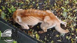 Organizacje sprzeciwiają się, żeby odebrane od oprawców zwierzęta trafiały od razu do schronisk. Uważają, że bez odpowiedniej opieki medycznej, nie będą miały szans na przeżycie. Na zdjęciu pies, który po jednej z interwencji Fundacji Na Rzecz Ochrony Praw Zwierząt EX LEGE jest w agonalnym stanie.   