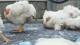 Wirus jest wysoce zjadliwy, co oznacza, że jest niebezpieczny dla drobiu, szczególnie indyków i kur