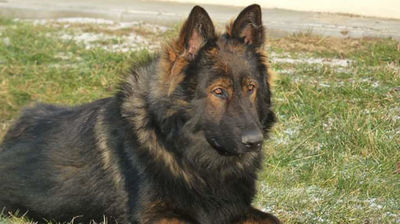 W ostatniej chwili pies uratował życie 24-latka. Szedł wprost na lokomotywę, chcąc popełnić samobójstwo