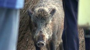 Pikieta w Zamościu: "Ocalmy dziki"