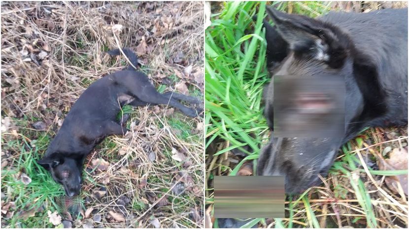 W mediach społecznościowych pojawiło się zdjęcie zastrzelonego przez nieznanego sprawcę labradora.
