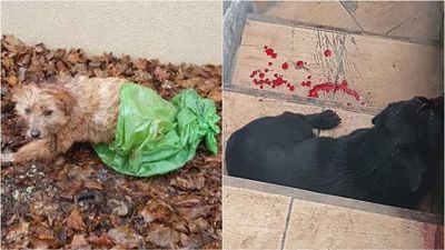 Dwa makabryczne odkrycia tego samego dnia. Jeden pies pocięty nożem, drugi w worku na śmieci