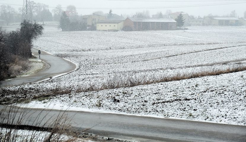 Wczoraj w Lubelskiem spadło trochę mokrego śniegu. Czy oziminy przetrwają zależy jednak od tego, jaką pogodę przyniosą nam kolejne tygodnie