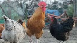 Białoruś stawia szlaban dla drobiu z naszego województwa 